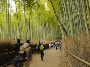 Ke Surabaya, Jangan Lupa Mampir ke Hutan Bambu