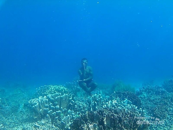 Bawah laut pulau amsterdam Bawah laut pulau amsterdam
