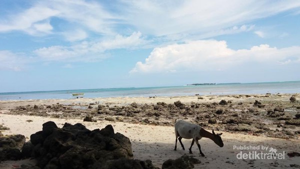 Kambing aja liburan, Kamu Kapan? Foto ini diambil ketika saya sedang mengelilingi Pulau Kolorai di Morotai, Maluku Utara. Pulau Kecil ini memang berpenghuni dengan kurang lebih 100 Kepala Keluarga. Warga di Pulau ini memang banyak yang beternak kambing. Kambing aja liburan, Kamu Kapan? Foto ini diambil ketika saya sedang mengelilingi Pulau Kolorai di Morotai, Maluku Utara. Pulau Kecil ini memang berpenghuni dengan kurang lebih 100 Kepala Keluarga. Warga di Pulau ini memang banyak yang beternak kambing.