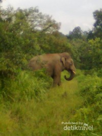 Gajah Liar di pedalaman Aceh Jaya Gajah Liar di pedalaman Aceh Jaya