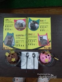 Welcome to Cats n Ice Cream Welcome to Cats n Ice Cream