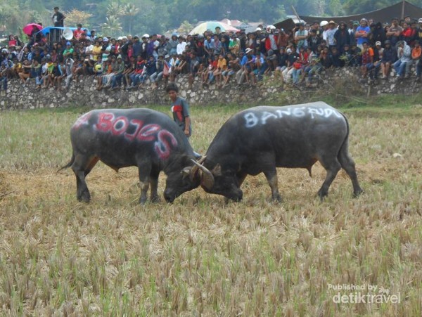 Mapusilaga Tedong atau Adu Kerbau merupakan salah satu acara adat Rambu Solok di Tana Toraja. Kalau kamu pernah lihat Adu Domba di Garut, kamu mesti lihat Adu Kerbau di Toraja. Mapusilaga Tedong atau Adu Kerbau merupakan salah satu acara adat Rambu Solok di Tana Toraja. Kalau kamu pernah lihat Adu Domba di Garut, kamu mesti lihat Adu Kerbau di Toraja.