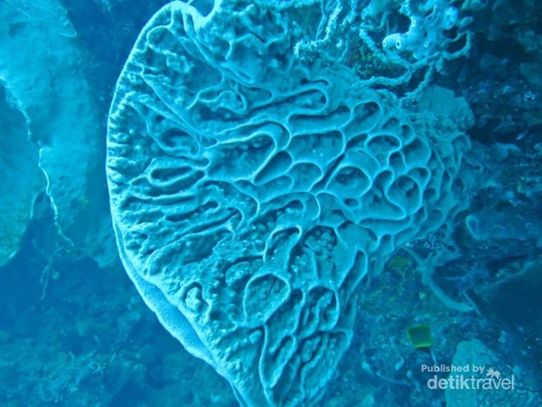 Mirip Lukisan Picasso Tapi di Bawah Laut, Ini Taman Laut Mirip Lukisan Picasso Tapi di Bawah Laut, Ini Taman Laut