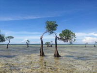 Pohon Menari di Pantai Walakiri Pohon Menari di Pantai Walakiri