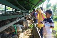 memberikan pakan kambing memberikan pakan kambing