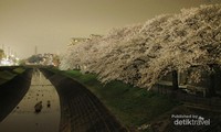 Indahnya sakura yang bermekaran Indahnya sakura yang bermekaran