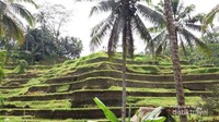 Sawah bertingkat yang cantik Sawah bertingkat yang cantik