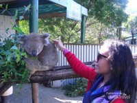 Bertemu koala Bertemu koala