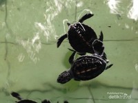 Tukik-tukik lucu yang baru menetas, ditampung di kolam sementara Tukik-tukik lucu yang baru menetas, ditampung di kolam sementara