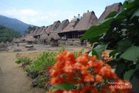 Desa Bena di antara bunga indah yang berada di perkampungan Desa Bena di antara bunga indah yang berada di perkampungan