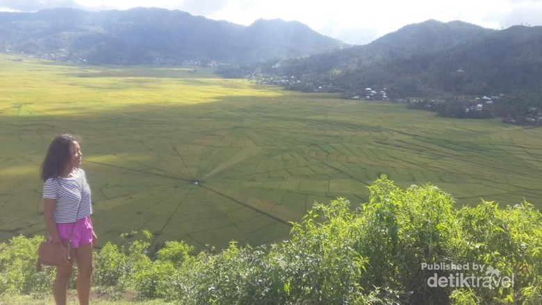 Mengenal Sawah Berbentuk Jaring Laba-Laba di Flores Mengenal Sawah Berbentuk Jaring Laba-Laba di Flores