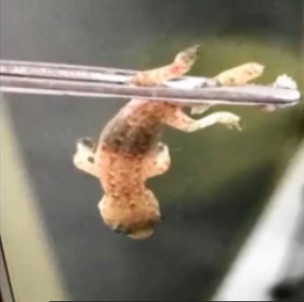 Hii! Ada Cicak Hidup di Dalam Rongga Telinga Pria Ini Hii! Ada Cicak Hidup di Dalam Rongga Telinga Pria Ini